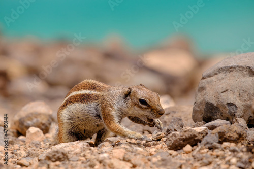 A chipmunk siting on rocks with the ocean on the background on the Canary Island of Fuerteventura, Spain.