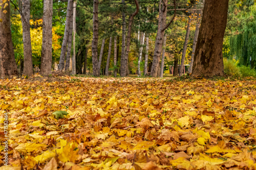 Autumn. A park. Yellow foliage.