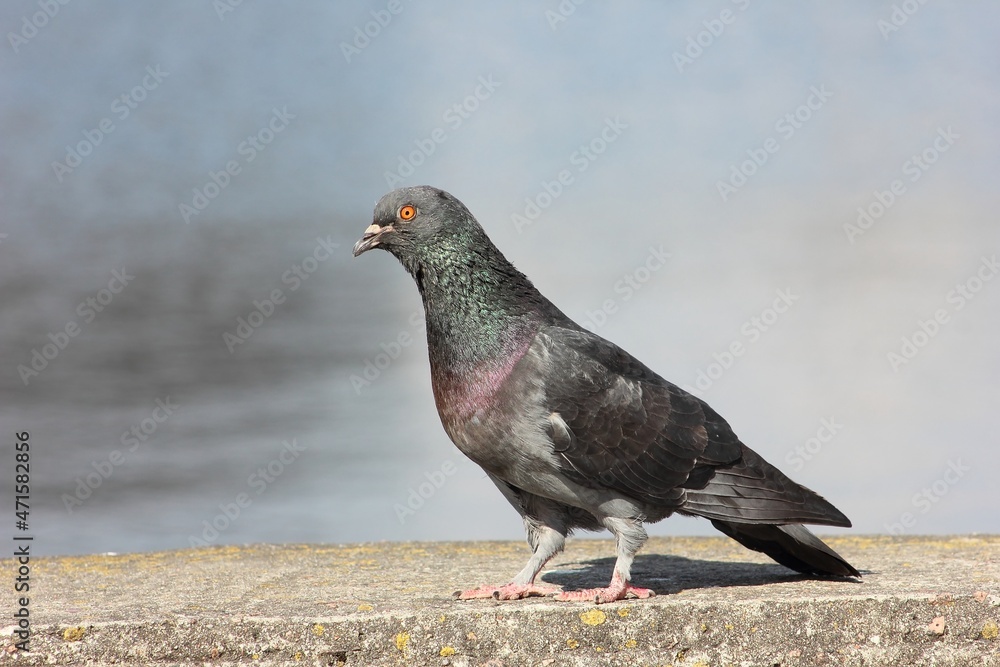 a grey dove basking in the sun a grey dove basking in the sun