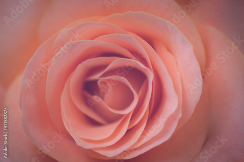 pink rose closeup