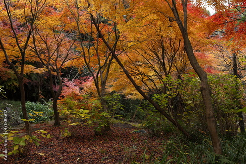 山口県 防府市 阿弥陀寺 紅葉