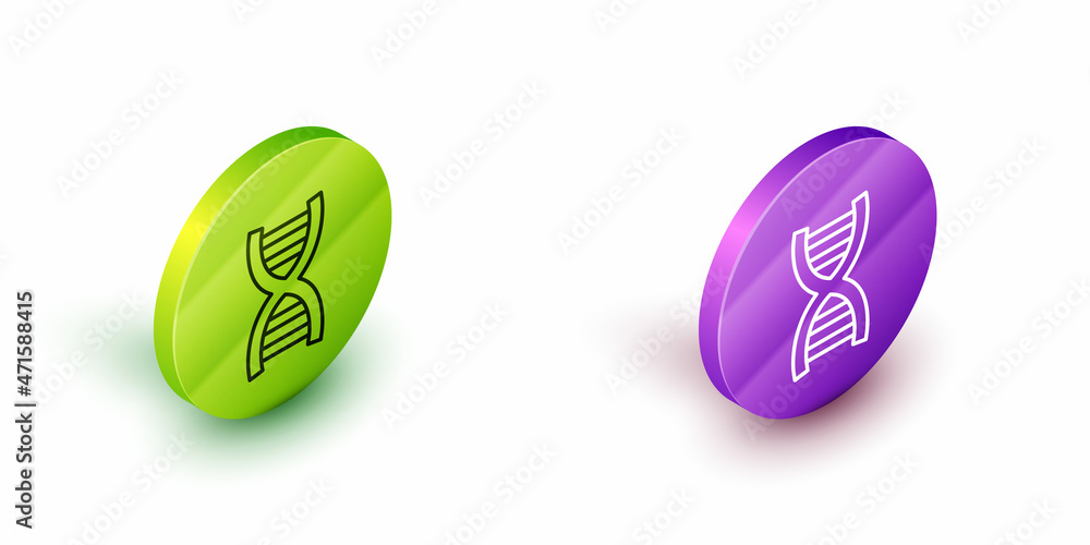 Isometric line DNA symbol icon isolated on white background. Green and purple circle buttons. Vector Isometric line DNA symbol icon isolated on white background. Green and purple circle buttons. Vector