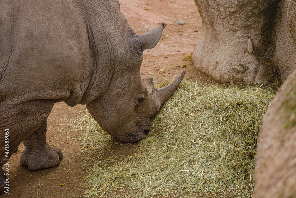 Obraz premium Rinoceronte