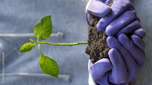 Young sprout in the hands of a young farmer. hands of a young gardener hold green seedlings in the palms. seedling close-up. environmentally friendly sprout. green planet.The concept of love for envir photo