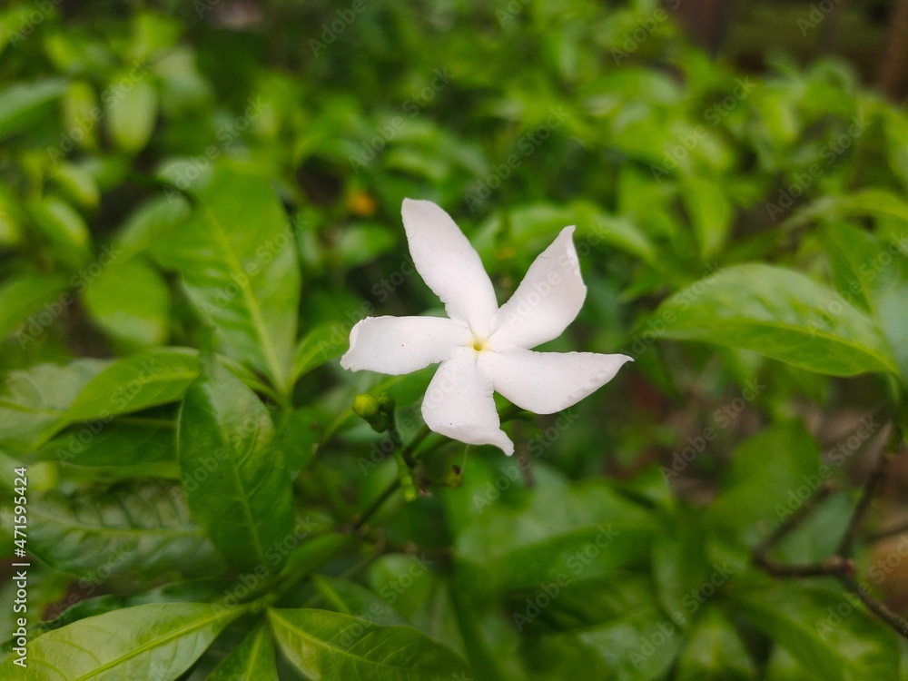Beautiful Tabernaemontana Orientalis White Flower, Close Up View, Selective Focus Beautiful Tabernaemontana Orientalis White Flower, Close Up View, Selective Focus