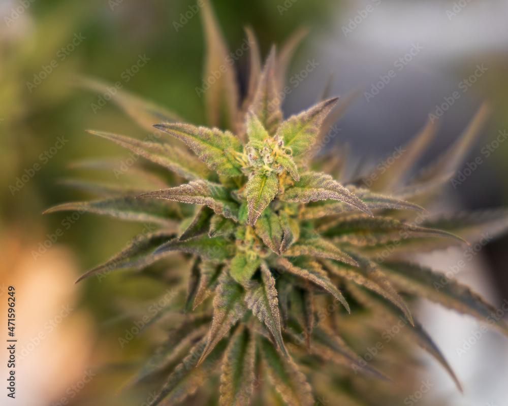 close up of hemp, cannabis, marijuana close up of hemp, cannabis, marijuana