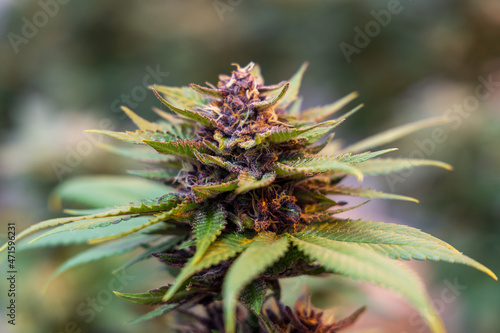close up of hemp, cannabis, marijuana 