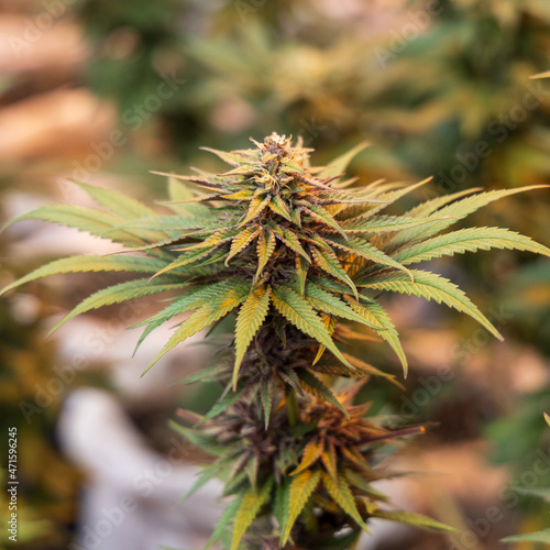 close up of hemp, cannabis, marijuana 