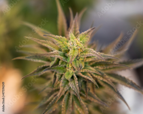 close up of hemp, cannabis, marijuana 