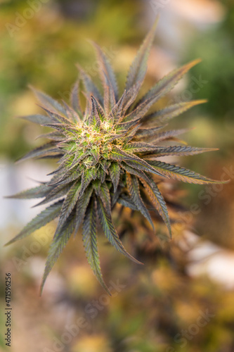 close up of hemp, cannabis, marijuana 