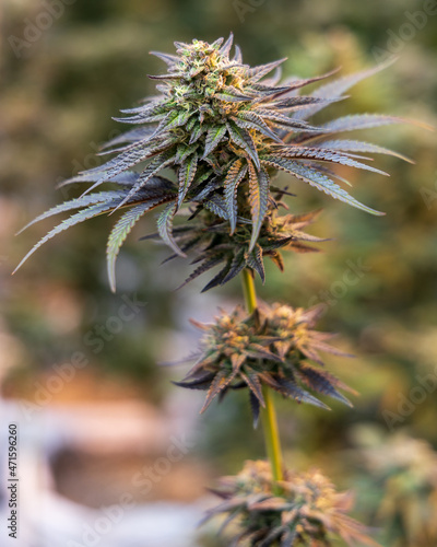 close up of hemp, cannabis, marijuana 