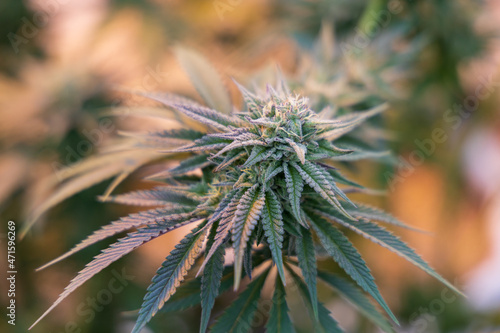 close up of hemp, cannabis, marijuana 