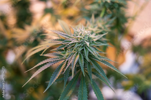 close up of hemp, cannabis, marijuana 