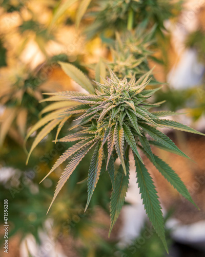 close up of hemp, cannabis, marijuana 