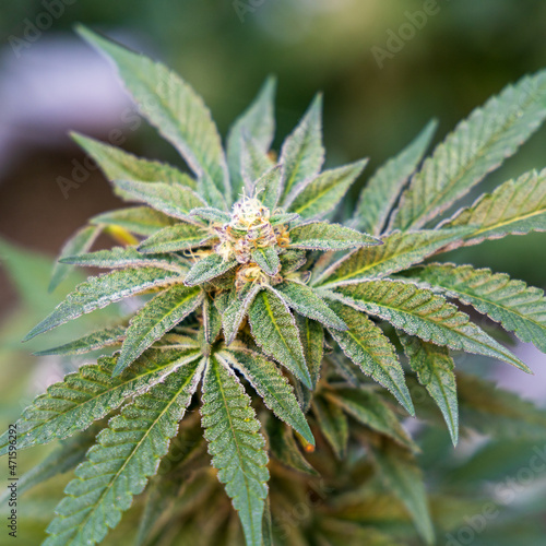 close up of hemp, cannabis, marijuana 