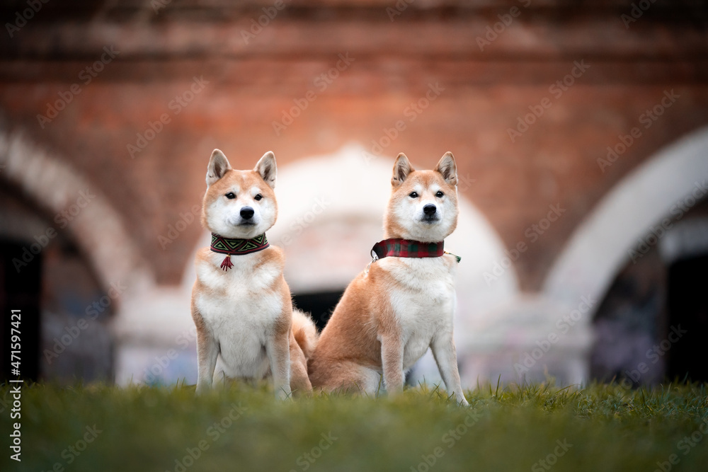 Obraz na płótnie Dwa psy rasy shiba inu - portret w salonie