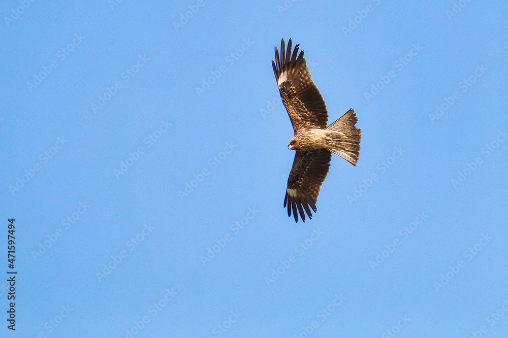 Fototapeta premium 青空を舞う鳶