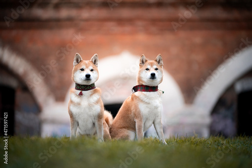 Fototapeta Naklejka Na Ścianę i Meble -  Dwa psy rasy shiba inu - portret