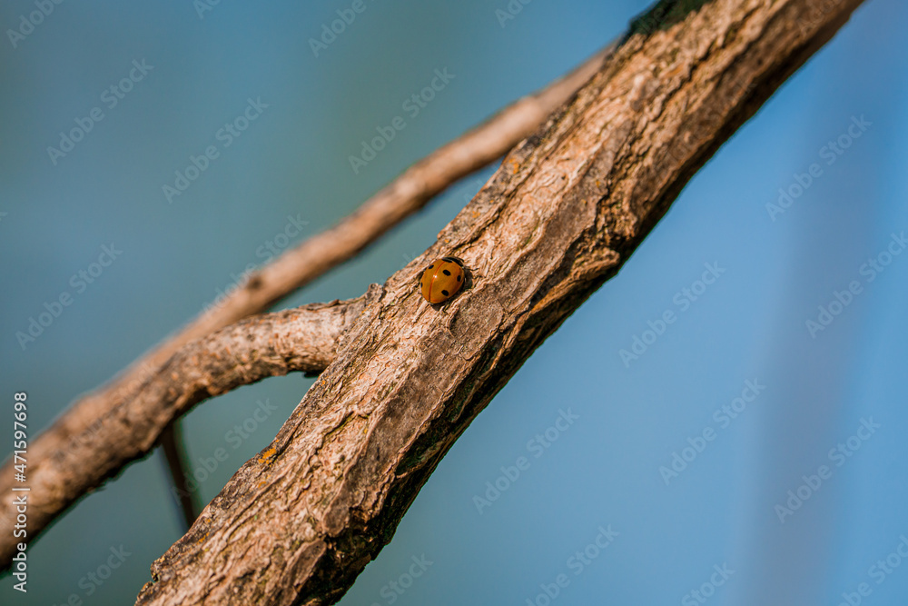 Obraz premium Coccinella