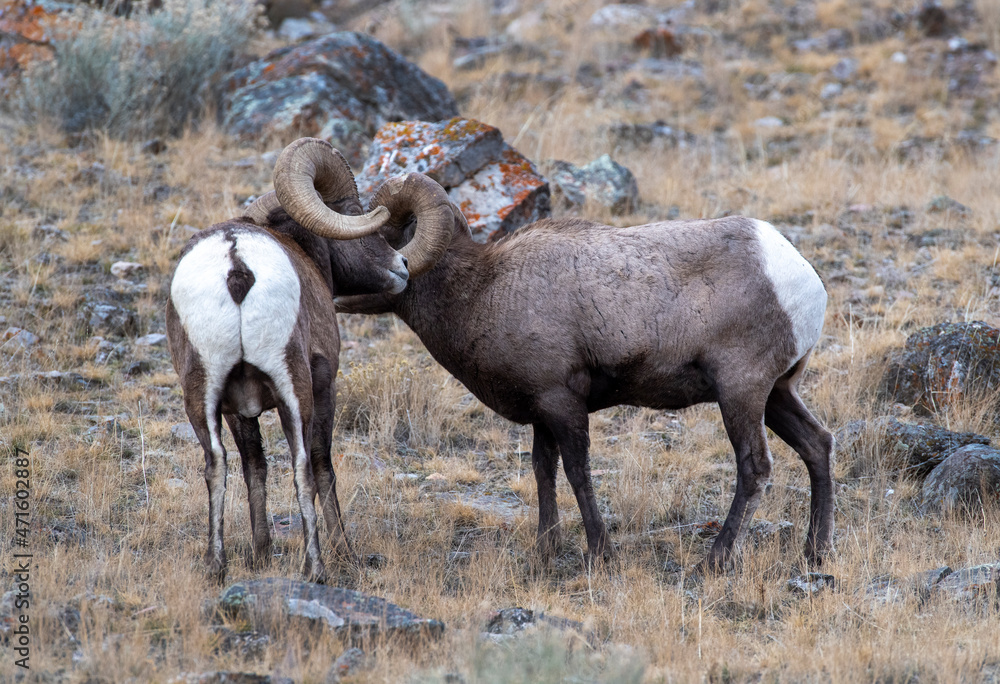 Fototapeta premium Big Horn Ram's