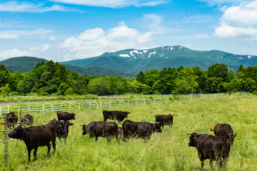 日本　栗駒山と高原の牧場の放牧牛 photo