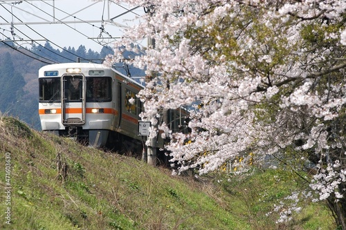 Japanese train running countryside with cherry blossom in full bloom
