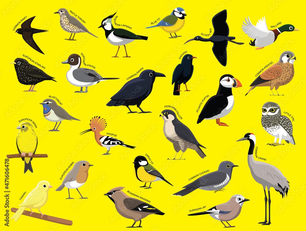Fototapeta premium European Birds with Name Cartoon Character Set 1