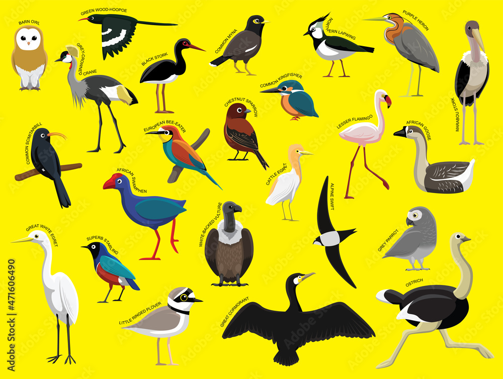 Fototapeta premium African Birds with Name Cartoon Character Set 1