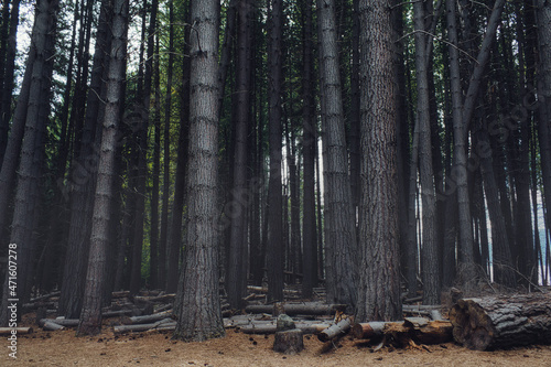 dark forest with giant trees and felled tree in the crown