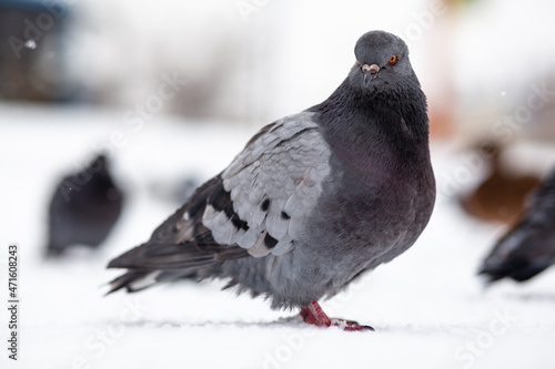 Beautiful pigeons sit in the snow in the city park in winter. Close up of pigeons in winter on the square in the park. Birds in the cold are waiting for food from people.
