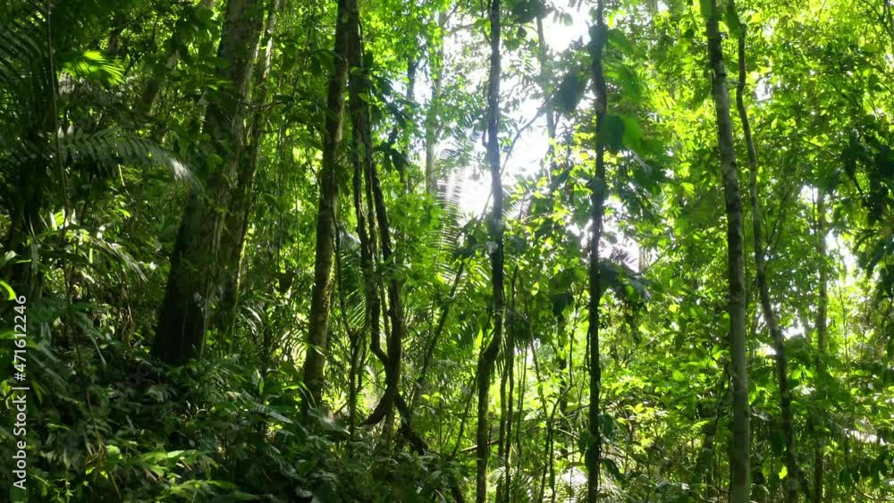 Moving through a dense tropical forest full off lianas and large green leaves Moving through a dense tropical forest full off lianas and large green leaves