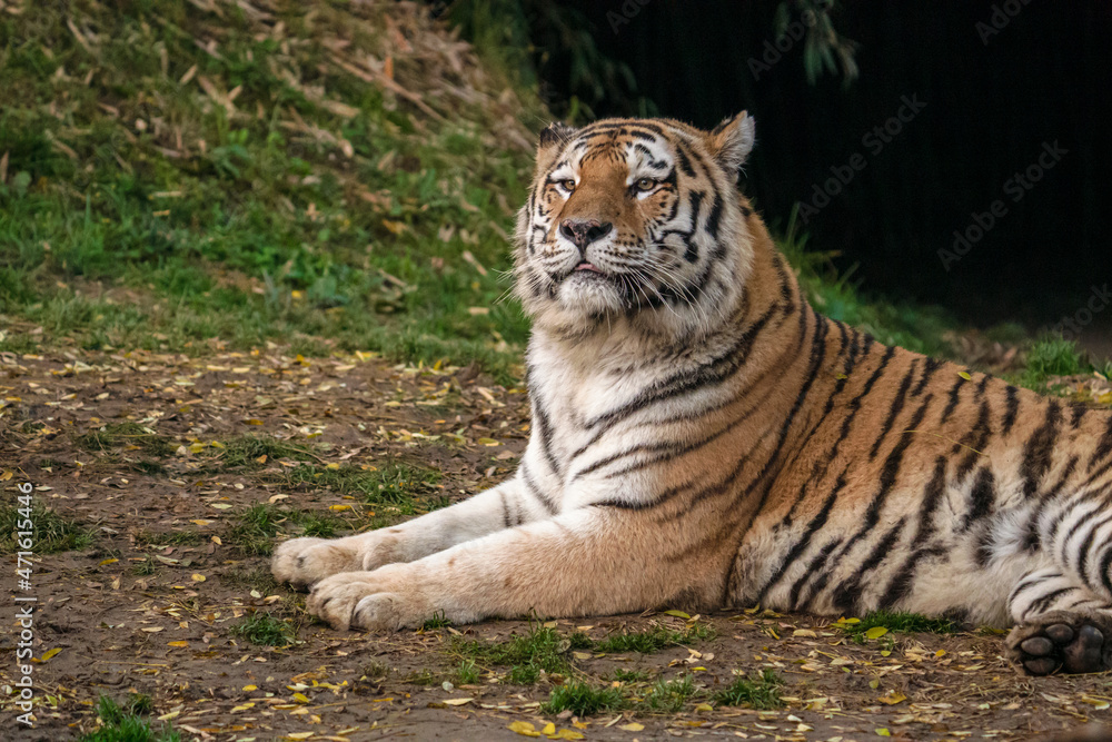 Naklejka premium Tigre