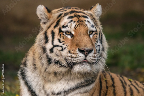 Tigre © Andrea ANfoto