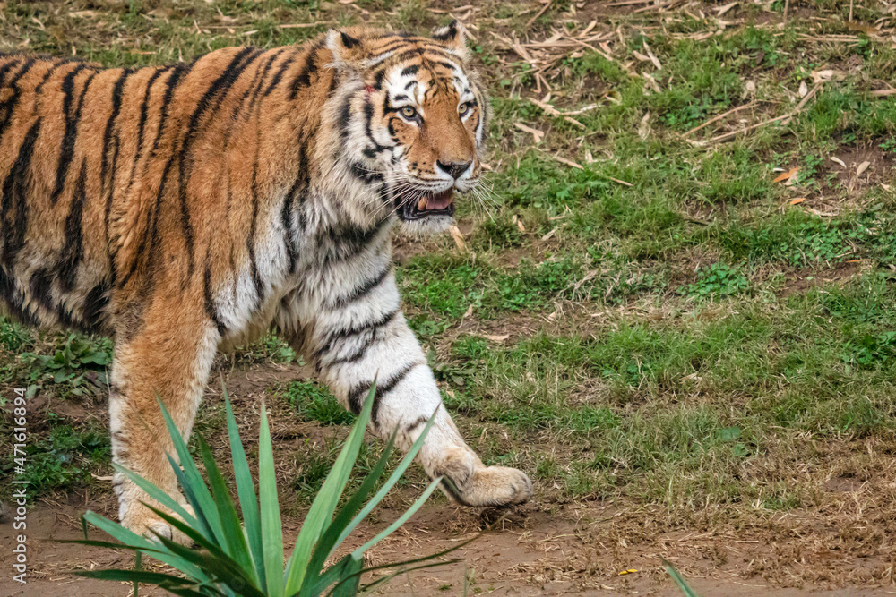 Obraz premium Tigre