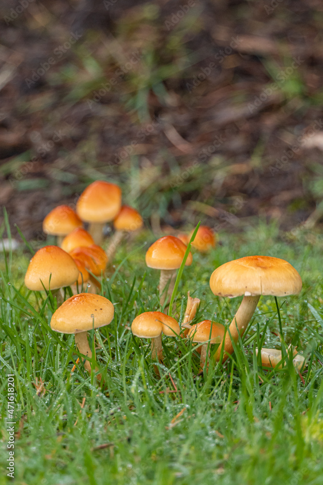 close up of tiny brown mushrooms grew out of the ground behind green grasses in the shade close up of tiny brown mushrooms grew out of the ground behind green grasses in the shade
