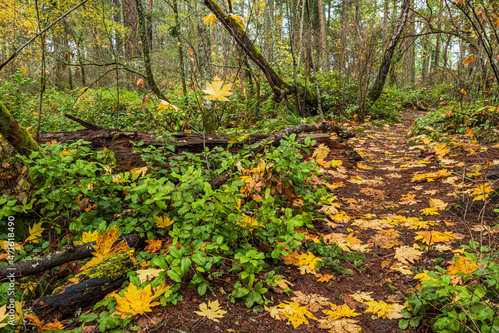 damp and muddy path in the forest covered with beautiful orange fall leaves