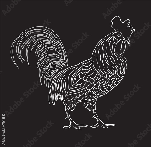 black and white rooster