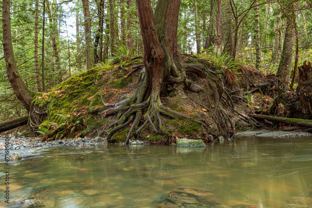 water rushing through the creek in the forest with trees with exposed roots on the bank water rushing through the creek in the forest with trees with exposed roots on the bank