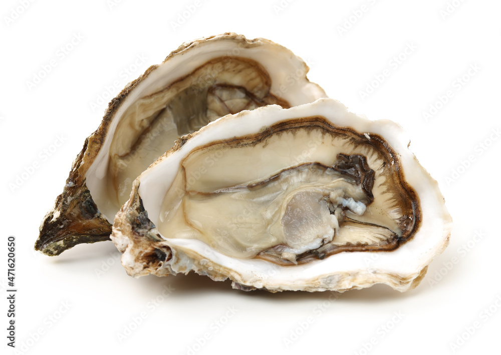 Fresh oyster on white background Fresh oyster on white background