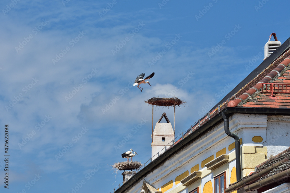 Weißstörche im Nest auf einem Dach Weißstörche im Nest auf einem Dach