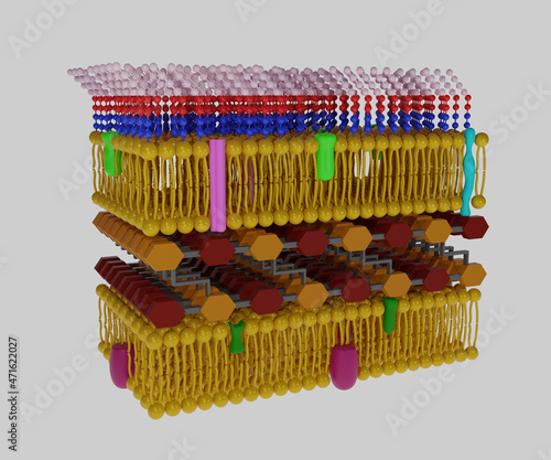 The Gram-negative cell wall is composed of an outer membrane, a peptidoglycan layer, and a periplasm in 3d photo