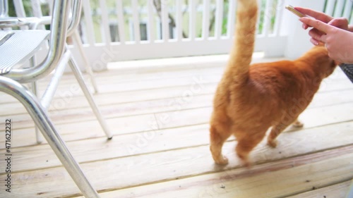 One fat obese overweight stray abandoned ginger tabby cat rubbing, raising leg by woman female person with smartphone, mobile phone on home house wooden deck porch photo