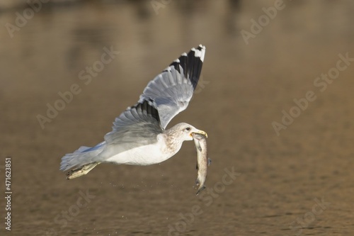 Seagull flies with fish in its beak.