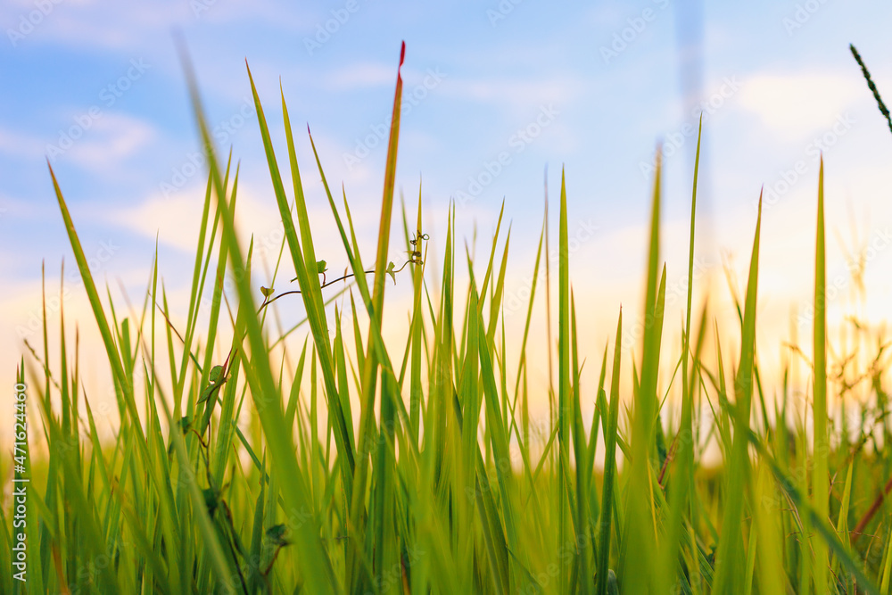 Obraz premium Fresh green grass in nature at sunset
