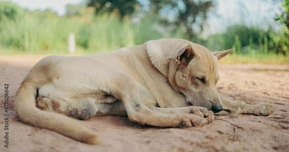 Thai dogs are waiting for their owners to come back home. Thai dogs are waiting for their owners to come back home.
