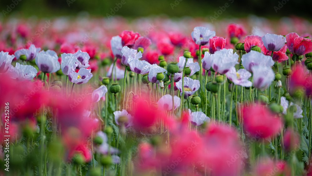 Mohmblüten Mohmblüten