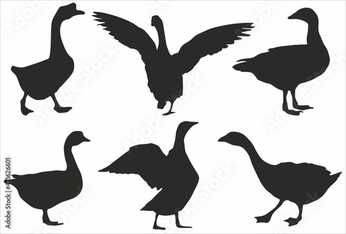 Vector set of silhouettes of geese Fototapeta