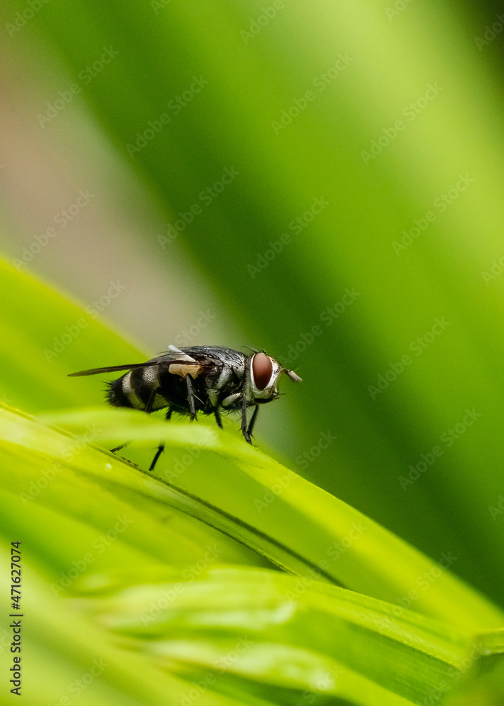 Red-tailed flesh fly, Sarcophaga haemorrhoidalis, in Thailand Red-tailed flesh fly, Sarcophaga haemorrhoidalis, in Thailand