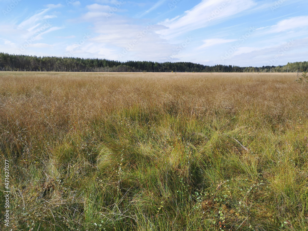 Obraz premium View of the swamp, where tall, already yellowing grass grows, and trees grow on the edges against the sky with beautiful clouds..