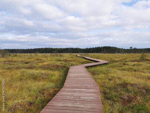 A winding wooden deck over a swamp with yellowed grass, going to the forest, against a beautiful sky with clouds. © Elena